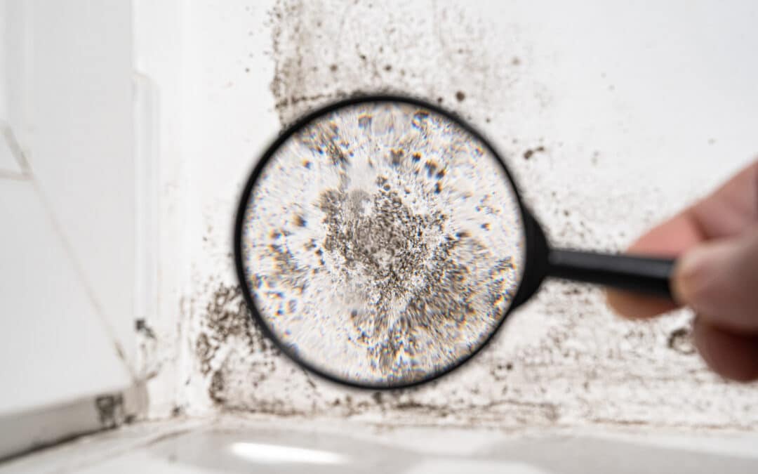 The Hidden Life of Mold: Where It Thrives and Why Homeowners Miss It